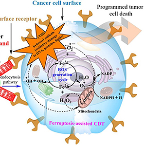 Conjugated Polymer Nanoparticles for Targeted Anticancer Chemodynamic Therapy